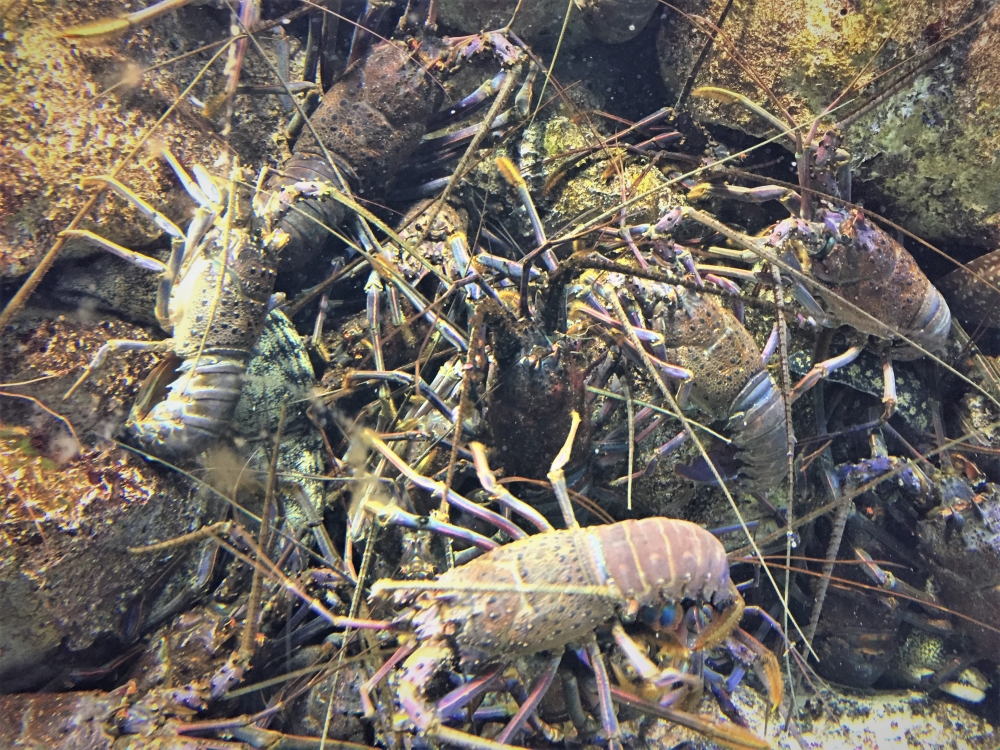 鳥羽水族館　伊勢エビ