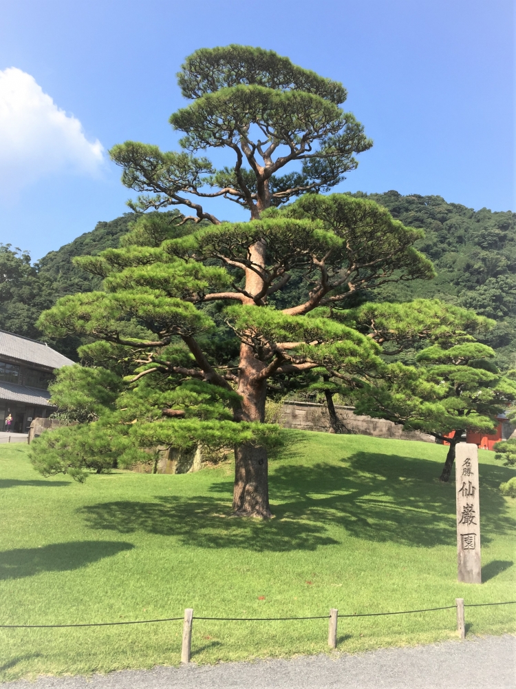 仙厳園赤松