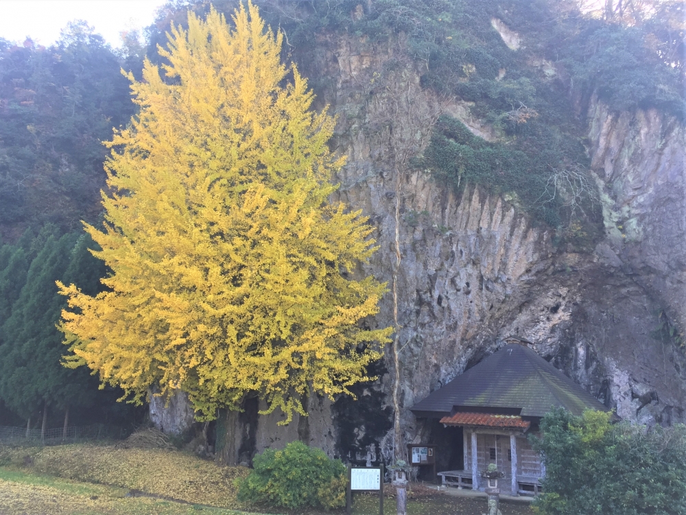 岩根寺の大イチョウ02.JPG